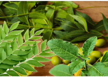 नीम, तुलसी, मीठा नीम और अजवाइन के पत्ते करते हैं बीमारियों से बचाव