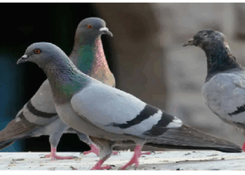 दिशा पहचानने की अद्भुत क्षमता कबूतरों को बनाती है खास