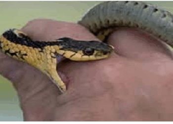 सांप के जहर पर रामबाण इलाज! ना पट्टी ना चीरा, वैज्ञानिकों ने ढूंढ़ी संजीवनी गोली