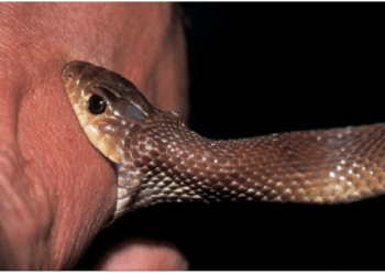 एक नहीं 700 जहरीले सांपों के काटने के बाद भी जिंदा है शख्स