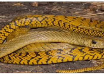 सांप क्यों खाने लगता है अपनी पूंछ, हो सकते हैं ये महत्वपूर्ण कारण