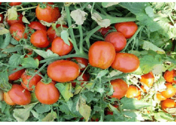 जंगली टमाटरों में दिखा असंभव माना जाने वाला बदलाव