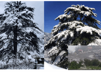 धराली में तबाही रोक सकते थे देवदार के पेड़, एक वर्गकिमी में लगे थे 500 पेड़