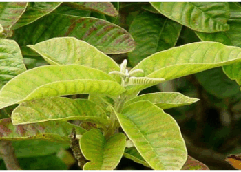 अमरूद की पत्तियां दिल की बीमारियों से लड़ने में कारगर