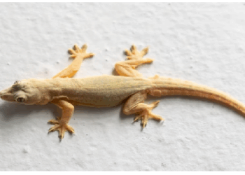 छिपकली के शरीर में होती है रीजनरेशन की विशेष क्षमता