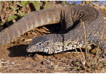 सांपों की आबादी को नियंत्रित करने में सहायक है मॉनिटर लिजार्ड