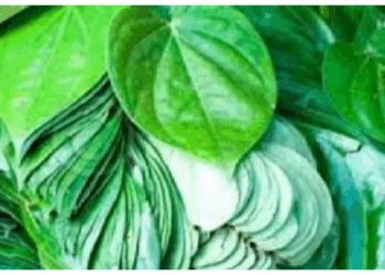 पान का पत्ता: पाचन से लेकर सेहत तक का प्राकृतिक इलाज