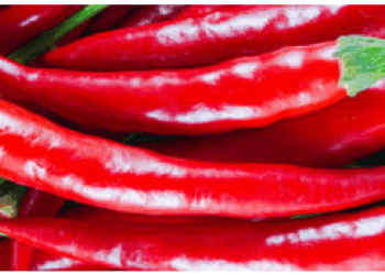 लाल मिर्च के अंदर छिपे है कई औषधीय गुण