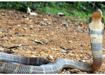 इसीलिए भारत को कहा जाता है सांपों का देश, भारत में सांपों की पाई जाती हैं लगभग 367 प्रजातियां