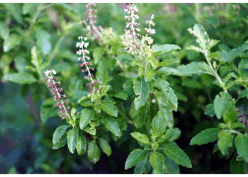 तुलसी की हर किस्म का होता है औषधीय महत्व