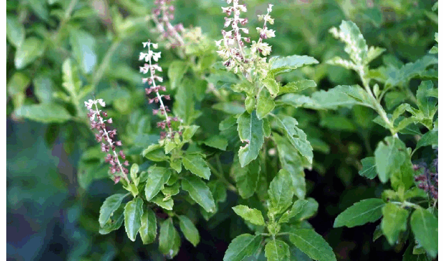तुलसी की हर किस्म का होता है औषधीय महत्व