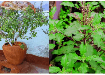 सनातन धर्म में तुलसी से जुड़ी है कई मान्यताएं