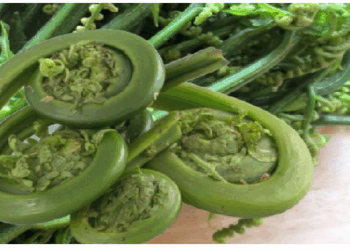 पहाड़ी सब्जी लिंगुड़ा कई बीमारियों से बचाने में सहायक