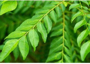 कढ़ी पत्ते का पानी अतिरिक्त चर्बी को करता है कम