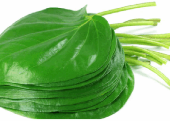 कैंसर कोशिकाओं की वृद्धि रोकने में सहायक है पान