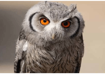 दिवाली आते ही मां लक्ष्मी के वाहन उल्लू पर मंडराने लगा खतरा, तांत्रिक देते हैं बली