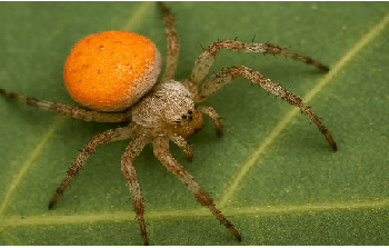 अद्भुत और दुर्लभ मकड़ी लगी वैज्ञानिकों के हाथ