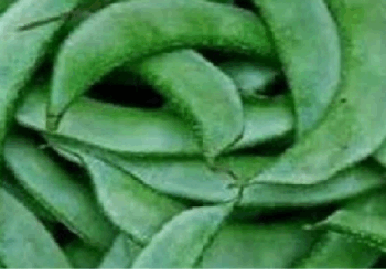 सर्दियों में शरीर को शक्ति और मजबूती देती है सेमफली