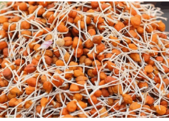 डायबिटीज मरीजों के लिए ये है सबसे बेहतर नाश्ता