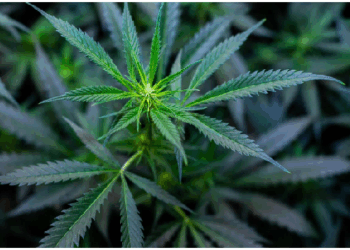 वैज्ञानिकों ने तैयार की कम नशे वाली भांग की प्रजाति, बनेगी कैंसर की दवा