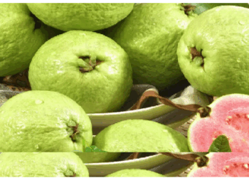 कई गंभीर बीमारियों से बचाने में मददगार है अमरूद