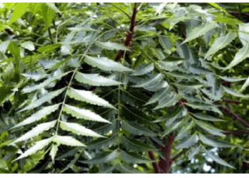 लिवर को डिटॉक्स करने और त्वचा की देखभाल में मददगार है नीम