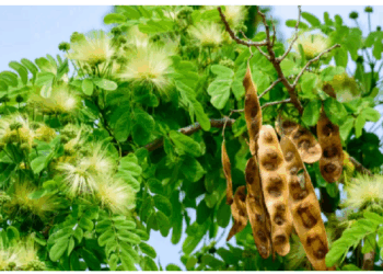 शरीर को विषमुक्त बनाकर रक्त को शुद्ध करता है शिरीष