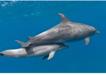 पोषण के लिहाज से सबसे शक्तिशाली तरल माना जाता है व्हेल का दूध