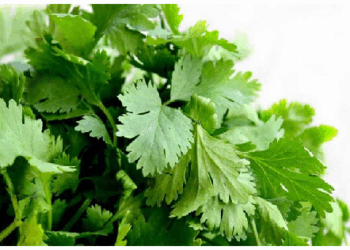 खाने के स्वाद के साथ ही सेहत ठीक रहता है धनिया