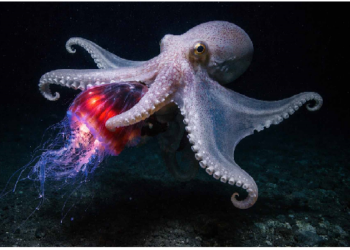 समुद्र में 40 साल में चौथी बार दिखा बेहद दुर्लभ ऑक्टोपस