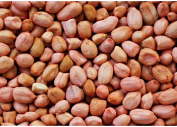 ठंड में मूंगफली के सेवन शरीर को कई अद्भुत फायदे