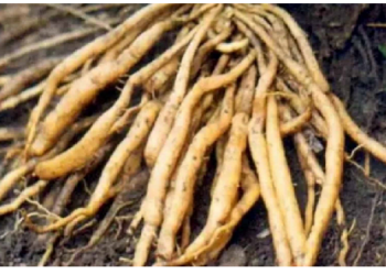 जड़ों में संचित औषधीय गुणों के लिए प्रसिद्ध है शतावरी