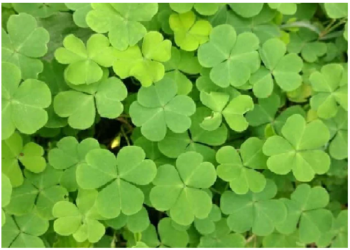 अनेक समस्याओं में राहत प्रदान करती है चांगेरी घास