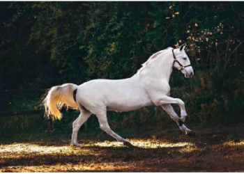 Dream Science: सपने में घोड़ा दिखना इस बात का देता है संकेत