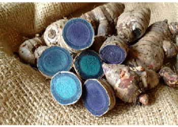 दर्द, सूजन, जोड़ों के दर्द, अस्थमा में लाभदायक है काली हल्दी