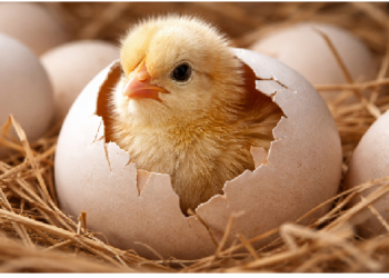 जानें, सील पैक अंडे में कैसे लेता है एक चूजा सांस