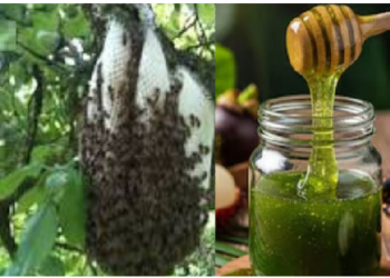प्रकृति का दुर्लभ और बेहद कीमती उपहार है हरा शहद
