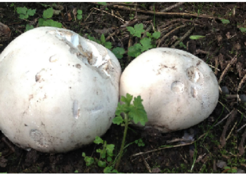 सर्दियों में बेहद लाभकारी होता है मशरूम का सेवन