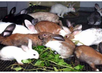 बीमारियां बन सकती है खरगोश पालन में नुकसान की वजह