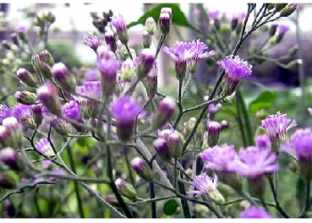 शरीर को अंदर से साफ करने सहायक है सहदेवी जडी-बूटी