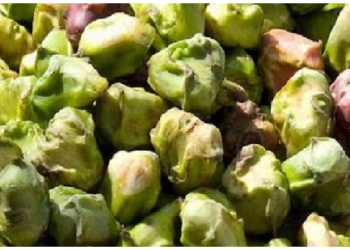 सिंघाडा है पोषक तत्वों का प्राकृतिक स्रोत