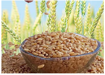 पोषक तत्वों और फाइबर से भरपूर होता है गेहूं