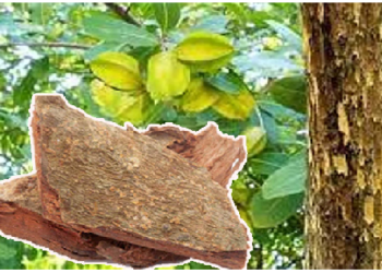 हार्ट की समस्या में अर्जुन के पेड़ की छाल बेहद उपयोगी