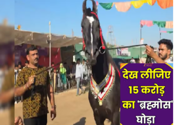 ये है शाही ब्रह्मोस घोड़ा, सुपर स्टार सी जिंदगी जीता, इतने करोड़ में बिका