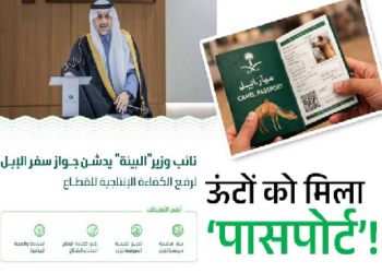 ऊंटों को मिला ‘पासपोर्ट’! सऊदी अरब का अनोखा कदम, जानिए क्या है मकसद