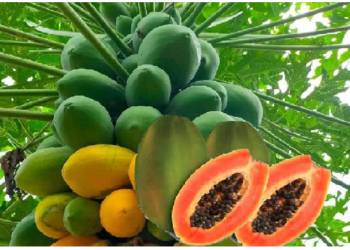 पपीता के फल के साथ पत्तियां और बीज भी है औषधीय गुणों भरपूर