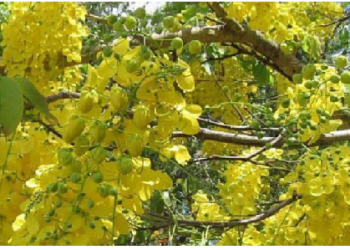 क्या आप जानते है क्या है Golden Shower Tree ? कई प्रकार से लाभकारी है गोल्डन शॉवर ट्री