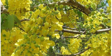 क्या आप जानते है क्या है Golden Shower Tree ? कई प्रकार से लाभकारी है गोल्डन शॉवर ट्री