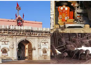 करणी माता मंदिर में घूमते रहते है हजारों चूहे