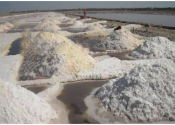 कर्नाटक का ‘सफेद सोना’: 300 साल पुरानी नमक खेती से चल रही 200 परिवारों की आजीविका